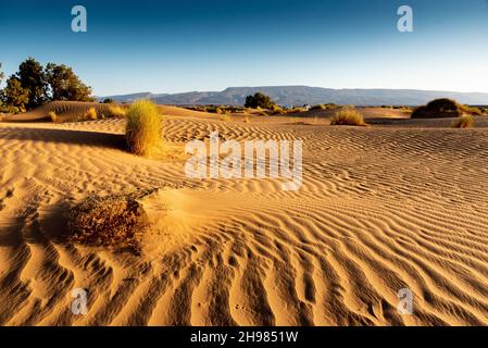 Dans le désert du Sahara au Maroc.Le vent a sculpté les dunes de sable en creusant des sillons, sauf dans l'abri des buissons. Banque D'Images