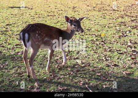 Un cerf marchant dans un parc animalier en Suisse Banque D'Images