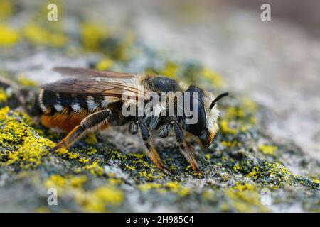 Gros plan sur une magnifique feuille de coupe blanche colorée, Megachile albaisecta, assise sur un morceau de bois Banque D'Images