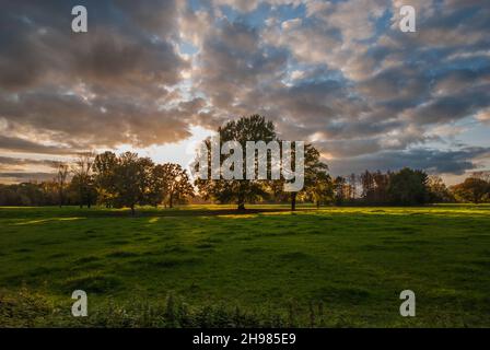 Le coucher de soleil derrière les arbres dans une plaine inondable baigne le paysage dans une lumière chaude. Banque D'Images