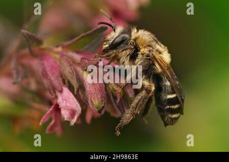 Gros plan d'une femelle de l'abeille solitaire rouge, Melitta tricincta, sur la fleur rose de son plan d'accueil Odontites vernus Banque D'Images