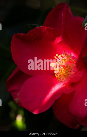 Détail d'une fleur de camelia dans les jardins de Shute House, Donhead St Mary, Wiltshire, 2019. Banque D'Images