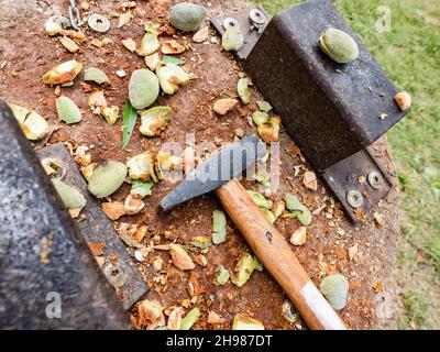 La fissuration de la récolte a bombardé les amandes de la husk.Amandes fraîches savoureuses directement à partir de l'arbre Banque D'Images