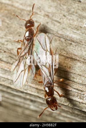 Un plan vertical de fourmis à ailes sur une surface en bois Banque D'Images