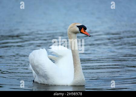 Un cygne blanc flottant sur l'eau, Stankow, Pologne Banque D'Images