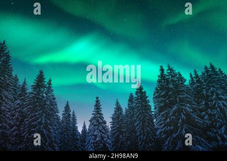 Aurora borealis.Lumières du Nord dans la forêt d'hiver.Ciel aux lumières polaires et étoiles.Paysage nocturne d'hiver avec aurora et forêt de pins.Concept de voyage Banque D'Images