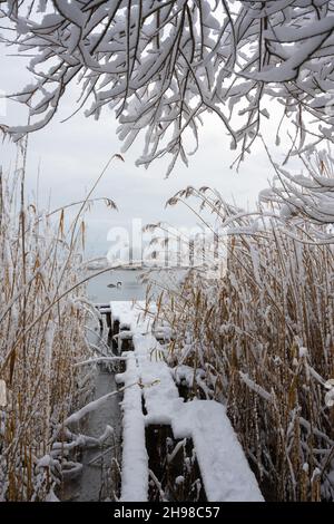 Seul le cygne nage dans l'eau du lac d'hiver au lever du soleil.Jetée en bois recouverte de neige et de roseau givrée et de branches d'arbres au premier plan.Photographie de paysage Banque D'Images
