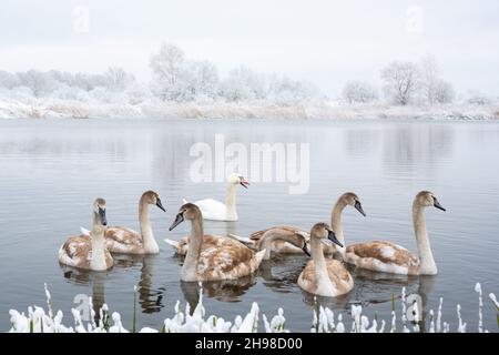 La famille des cygnes nage dans l'eau du lac en hiver au lever du soleil.Cygne adulte blanc et petits poussins gris dans de l'eau gelée le matin.Des arbres enneigés et givré sur fond.Photographie d'animaux Banque D'Images