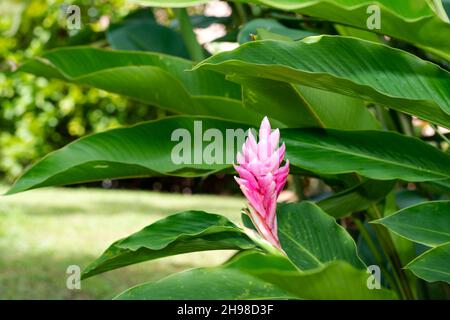 Magnifique Ginger Lily rose, Alpinia purpurata, dans un jardin tropical avec des feuilles luxuriantes par une journée ensoleillée. Banque D'Images