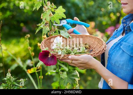 Femme dans le jardin d'été cueillant des graines de fleurs sèches avec des plantes en jallow dans le panier Banque D'Images