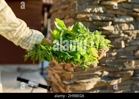 Gros plan du panier avec récolte fraîchement cueillie d'herbes aromatiques vertes épicées dans la main de la femme Banque D'Images