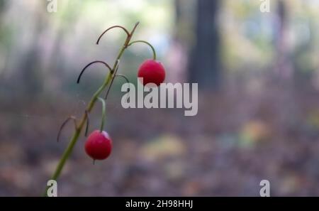 Lily de la brousse de la vallée avec des fruits rouges orange mûrs dans la forêt.Automne fond naturel ensoleillé avec baies rouges.Orange fruit de la nénuphars Banque D'Images