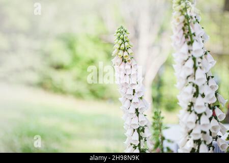 Gros plan d'une couleur rose douce et fraîche Foxglove Digitalis fleur tige fleurir à l'extérieur.Mise au point sélective avec une profondeur de champ extrêmement faible.Flou FO Banque D'Images