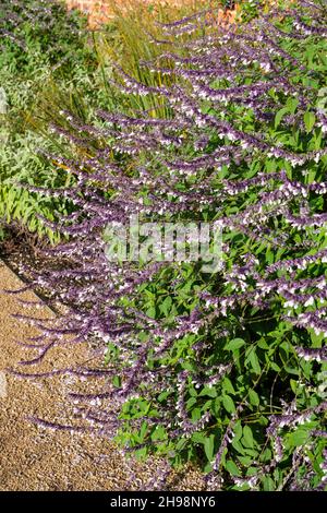 Salvia 'Phyllis' Fancy' fleurit en octobre dans un jardin britannique Banque D'Images