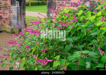 Salvia involucrata 'Hadspen' feuille de rosy sauge en fleur en automne dans le jardin britannique Banque D'Images