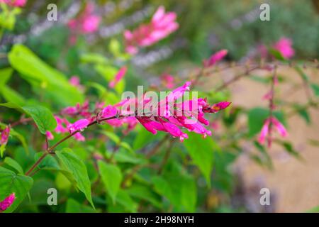 Salvia involucrata 'Hadspen' feuille de rosy sauge en fleur en automne dans le jardin britannique Banque D'Images