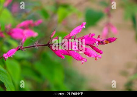 Salvia involucrata 'Hadspen' feuille de rosy sauge en fleur en automne dans le jardin britannique Banque D'Images