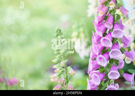 Gros plan d'un abricot rose frais Foxglove Digitalis fleur tige fleurir à l'extérieur.Mise au point sélective avec une profondeur de champ extrêmement faible.Flou Banque D'Images