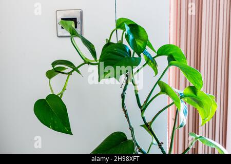 Epipremnum aureum / Devils Ivy / Pothos maison plante dans un pot Banque D'Images