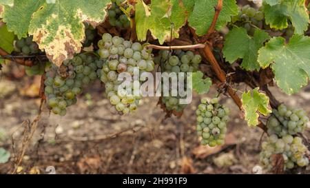 Gros plan des raisins blancs avant la récolte et toujours sur la vigne dans la vallée de la Loire Banque D'Images