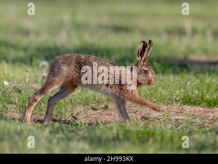 Herbe de marge, lièvre brun, meilleur pied en avant, course, Leveret, minuscule, mignon, environnement agricole, environnement naturel, lièvre, doux, bébé, Whiskers, Cheeky, gros plan, LEP Banque D'Images