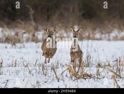 Deux cerfs de Virginie dans les airs, bondissant et englobant la couverture de jeu dans la neige.Suffolk, Royaume-Uni Banque D'Images