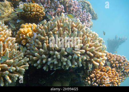 École de poissons de chromis vert sur le récif de corail coloré sous l'eau Banque D'Images