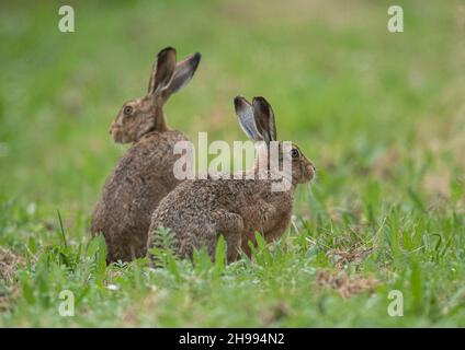 Une paire de lièvres brunes assis à l'amiable dans les fermes bordures d'herbe autour des champs .Suffolk, Royaume-Uni Banque D'Images