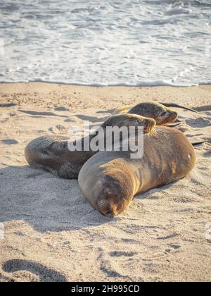 Famille de lions de mer se reposant sur la plage de sable par beau temps.Îles Galapagos Banque D'Images