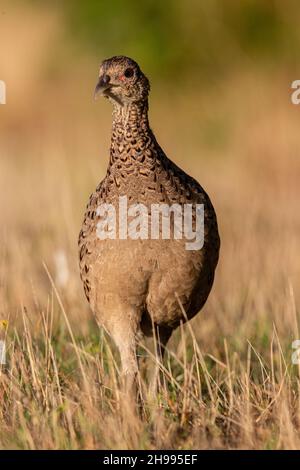 Un gros plan d'un faisan de poule debout regardant la caméra Suffolk.ROYAUME-UNI Banque D'Images