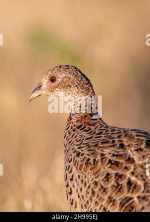 Un gros plan d'un faisan de poule montrant les détails de sa tête , beak et plume.s Suffolk.ROYAUME-UNI Banque D'Images