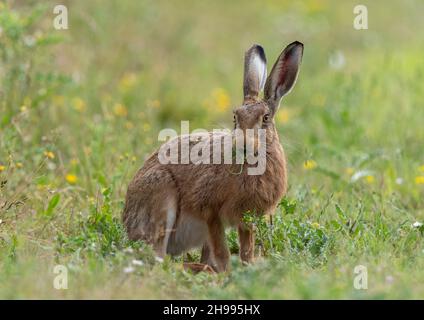 Un lièvre brun sauvage muant sur la queue de cheval dans la prairie de fleurs sauvages.Suffolk, Royaume-Uni. Banque D'Images