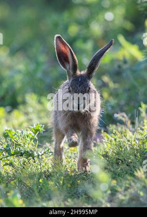 Meilleur pied en avant , un Leveret de lièvre brun qui tourne directement vers la caméra à travers la marge d'herbe des agriculteurs .Suffolk, Royaume-Uni Banque D'Images