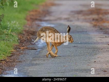 Un lièvre brun sauvage traversant la route .Photo d'action montrant ses longues pattes arrière croissent sur les pattes avant lorsqu'elles se déplacent rapidement .Suffolk Royaume-Uni Banque D'Images