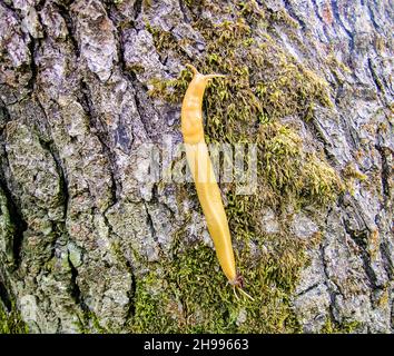 Limace de banane - limace terrestre nord-américaine comprenant le genre Ariolimax.Ariolimax dolichophallus. Banque D'Images