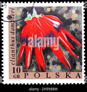 MOSCOU, RUSSIE - 7 NOVEMBRE 2021: Timbre-poste imprimé en Pologne montre Clianthus dampieri, série de fleurs exotiques, vers 1968 Banque D'Images