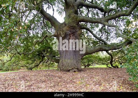 Grand chêne Lucombe Quercus x hispanica 'Lucombeana' chêne espagnol chêne dinde planté en 1773 en croissance à l'automne Kew Gardens, Londres UK KATHY DEWITT Banque D'Images