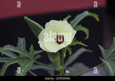 Gros plan de la fleur d'okra. Fleur d'okra jaune. Fleur d'okra avec arrière-plan flou. Okra. Fleur de doigt lady avec mise au point sélective sur un sujet. Banque D'Images