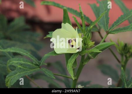 Gros plan de la fleur d'okra. Fleur d'okra jaune. Fleur d'okra avec arrière-plan flou. Okra. Fleur de doigt lady avec mise au point sélective sur un sujet. Banque D'Images