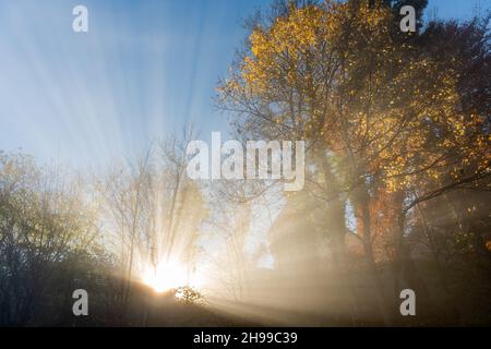 Rayons de soleil filtrés à travers la brume du début de l'automne dans une forêt de montagne.Alsace, Vosges, France, Europe. Banque D'Images