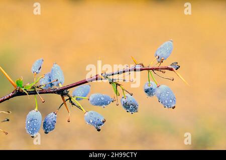 Berberis hispanica - la berge est un fruit - famille des beridaceae et du genre Berberis. Banque D'Images