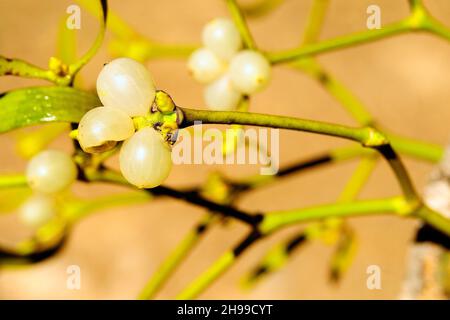 L'album de Viscum, communément appelé GUI blanc, est une plante semi-parasite. Banque D'Images