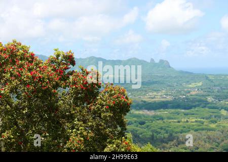 Ohia Lehua arbre près de Sleeping Giant sur Kauai avec la montagne du roi Kong en arrière-plan Banque D'Images