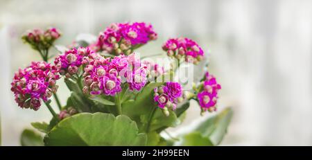 Kalanchoe Blossfeld dans un pot près de la fenêtre avec place pour le focus sélectif de texte Banque D'Images