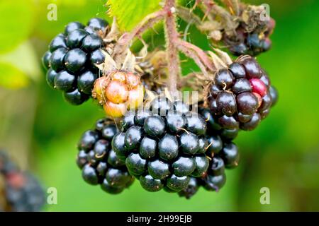 BlackBerry ou Bramble (rubus fruticosus), gros plan montrant un amas de mûres ou de mûres encore accrochées à la plante. Banque D'Images