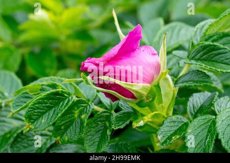 Rose sauvage (rosa rugosa rubra), également connue sous le nom de rose japonaise, gros plan montrant un seul bouton de fleur non ouvert entouré par les feuilles de la plante. Banque D'Images