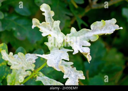 Gros plan de feuilles de chêne (quercus) recouvertes de mildiou poudreux (erysiphe alphitoides, microsphaera alphitoides) sur un fond de feuilles non affectées. Banque D'Images