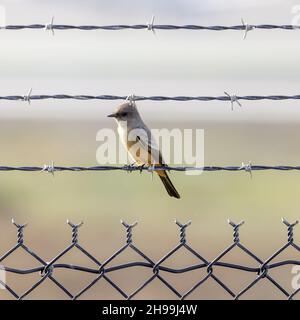 Le Phoebe de Say est perché sur un fil barbelé.Palo Alto Baylands, comté de Santa Clara, Californie, États-Unis. Banque D'Images