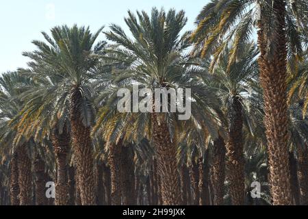 palmiers orchard près de la mer Morte, Israël Banque D'Images