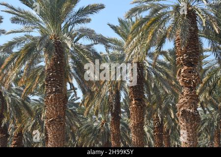 palmiers orchard près de la mer Morte, Israël Banque D'Images